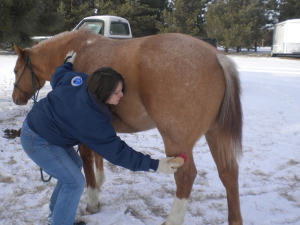 Brushing your horse